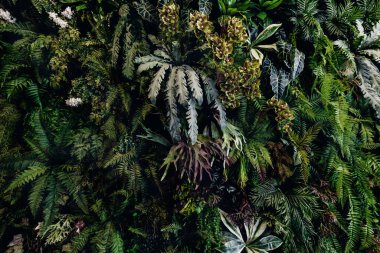 Herb wall, plant wall, natural green wallpaper and background. nature wall. Nature background of green forest