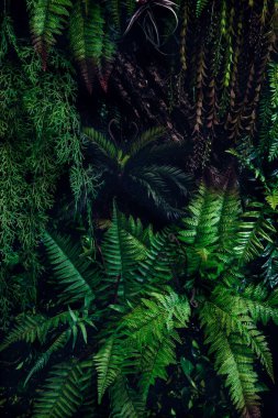 Herb wall, plant wall, natural green wallpaper and background. nature wall. Nature background of green forest