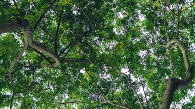 Herb wall, plant wall, natural green wallpaper and background. nature wall. Nature background of green forest