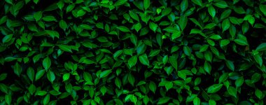 Herb wall, plant wall, natural green wallpaper and background. nature wall. Nature background of green forest