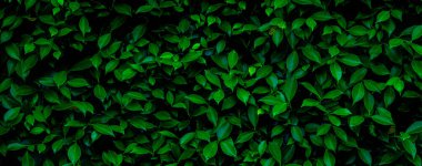 Herb wall, plant wall, natural green wallpaper and background. nature wall. Nature background of green forest