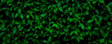 Herb wall, plant wall, natural green wallpaper and background. nature wall. Nature background of green forest