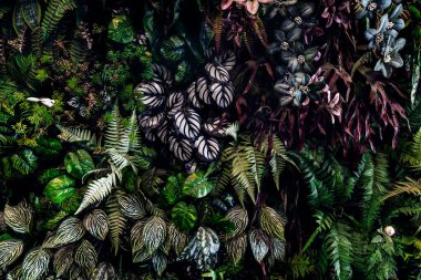 Herb wall, plant wall, natural green wallpaper and background. nature wall. Nature background of green forest