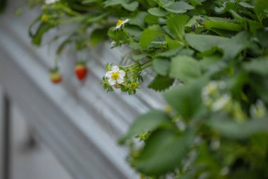 Çiçek açan çilekler baharda çiçek tarhında yetişir. Organik Çiftlikteki Çilek Yatağı. Çiçek bahçesi çileği. Vahşi bahçede çilek çiçekleri açıyor. Çilek meyvesi.  