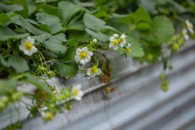 Çiçek açan çilekler baharda çiçek tarhında yetişir. Organik Çiftlikteki Çilek Yatağı. Çiçek bahçesi çileği. Vahşi bahçede çilek çiçekleri açıyor. Çilek meyvesi.  