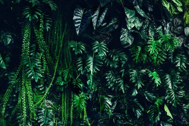 Herb wall, plant wall, natural green wallpaper and background. nature wall. Nature background of green forest