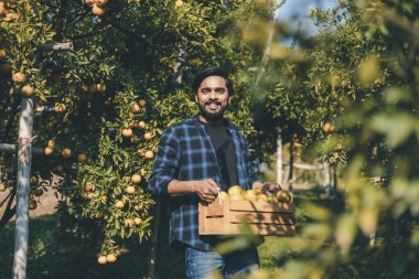 Portakal bahçesinde çalışan çiftçi. Bahçıvan portakal tarlası bahçesinde bir portakalla bir makas topluyor. Çiftçi portakal bahçesindeki organik portakal meyvelerinin kalitesini araştırıyor ve inceliyor.