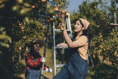 Portakal bahçesinde çalışan çiftçi. Bahçıvan portakal tarlası bahçesinde bir portakalla bir makas topluyor. Çiftçi portakal bahçesindeki organik portakal meyvelerinin kalitesini araştırıyor ve inceliyor.
