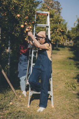 Portakal bahçesinde çalışan çiftçi. Bahçıvan portakal tarlası bahçesinde bir portakalla bir makas topluyor. Çiftçi portakal bahçesindeki organik portakal meyvelerinin kalitesini araştırıyor ve inceliyor.