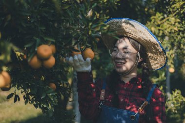 Portakal bahçesinde çalışan çiftçi. Bahçıvan portakal tarlası bahçesinde bir portakalla bir makas topluyor. Çiftçi portakal bahçesindeki organik portakal meyvelerinin kalitesini araştırıyor ve inceliyor.