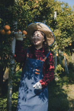 Portakal bahçesinde çalışan çiftçi. Bahçıvan portakal tarlası bahçesinde bir portakalla bir makas topluyor. Çiftçi portakal bahçesindeki organik portakal meyvelerinin kalitesini araştırıyor ve inceliyor.