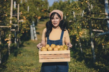 Portakal bahçesinde çalışan çiftçi. Bahçıvan portakal tarlası bahçesinde bir portakalla bir makas topluyor. Çiftçi portakal bahçesindeki organik portakal meyvelerinin kalitesini araştırıyor ve inceliyor.