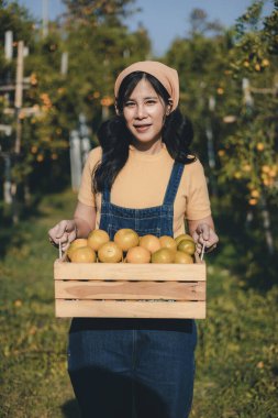 Portakal bahçesinde çalışan çiftçi. Bahçıvan portakal tarlası bahçesinde bir portakalla bir makas topluyor. Çiftçi portakal bahçesindeki organik portakal meyvelerinin kalitesini araştırıyor ve inceliyor.