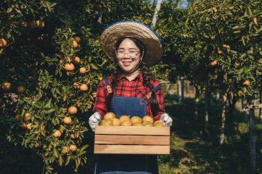 Portakal bahçesinde çalışan çiftçi. Bahçıvan portakal tarlası bahçesinde bir portakalla bir makas topluyor. Çiftçi portakal bahçesindeki organik portakal meyvelerinin kalitesini araştırıyor ve inceliyor.