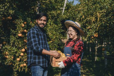 Portakal bahçesinde çalışan çiftçi. Bahçıvan portakal tarlası bahçesinde bir portakalla bir makas topluyor. Çiftçi portakal bahçesindeki organik portakal meyvelerinin kalitesini araştırıyor ve inceliyor.