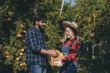 Portakal bahçesinde çalışan çiftçi. Bahçıvan portakal tarlası bahçesinde bir portakalla bir makas topluyor. Çiftçi portakal bahçesindeki organik portakal meyvelerinin kalitesini araştırıyor ve inceliyor.