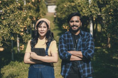 Portakal bahçesinde çalışan çiftçi. Bahçıvan portakal tarlası bahçesinde bir portakalla bir makas topluyor. Çiftçi portakal bahçesindeki organik portakal meyvelerinin kalitesini araştırıyor ve inceliyor.