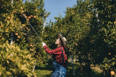 Portakal bahçesinde çalışan çiftçi. Bahçıvan portakal tarlası bahçesinde bir portakalla bir makas topluyor. Çiftçi portakal bahçesindeki organik portakal meyvelerinin kalitesini araştırıyor ve inceliyor.