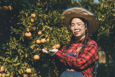 Portakal bahçesinde çalışan çiftçi. Bahçıvan portakal tarlası bahçesinde bir portakalla bir makas topluyor. Çiftçi portakal bahçesindeki organik portakal meyvelerinin kalitesini araştırıyor ve inceliyor.
