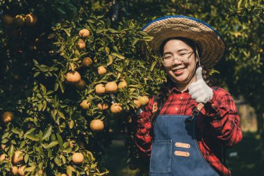 Portakal bahçesinde çalışan çiftçi. Bahçıvan portakal tarlası bahçesinde bir portakalla bir makas topluyor. Çiftçi portakal bahçesindeki organik portakal meyvelerinin kalitesini araştırıyor ve inceliyor.