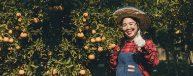 Portakal bahçesinde çalışan çiftçi. Bahçıvan portakal tarlası bahçesinde bir portakalla bir makas topluyor. Çiftçi portakal bahçesindeki organik portakal meyvelerinin kalitesini araştırıyor ve inceliyor.