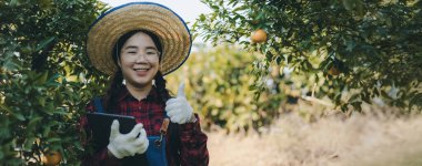 Portakal bahçesinde çalışan çiftçi. Bahçıvan portakal tarlası bahçesinde bir portakalla bir makas topluyor. Çiftçi portakal bahçesindeki organik portakal meyvelerinin kalitesini araştırıyor ve inceliyor.
