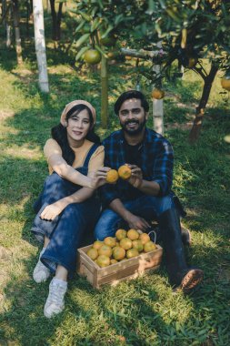 Portakal bahçesinde çalışan çiftçi. Bahçıvan portakal tarlası bahçesinde bir portakalla bir makas topluyor. Çiftçi portakal bahçesindeki organik portakal meyvelerinin kalitesini araştırıyor ve inceliyor.
