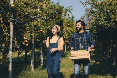 Portakal bahçesinde çalışan çiftçi. Bahçıvan portakal tarlası bahçesinde bir portakalla bir makas topluyor. Çiftçi portakal bahçesindeki organik portakal meyvelerinin kalitesini araştırıyor ve inceliyor.