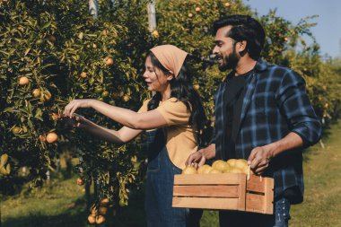 Portakal bahçesinde çalışan çiftçi. Bahçıvan portakal tarlası bahçesinde bir portakalla bir makas topluyor. Çiftçi portakal bahçesindeki organik portakal meyvelerinin kalitesini araştırıyor ve inceliyor.