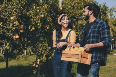 Portakal bahçesinde çalışan çiftçi. Bahçıvan portakal tarlası bahçesinde bir portakalla bir makas topluyor. Çiftçi portakal bahçesindeki organik portakal meyvelerinin kalitesini araştırıyor ve inceliyor.