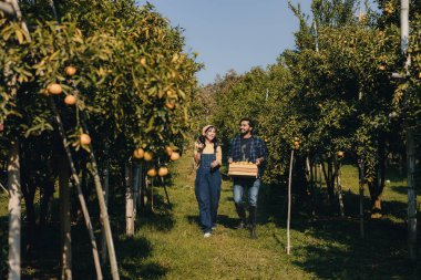 Portakal bahçesinde çalışan çiftçi. Bahçıvan portakal tarlası bahçesinde bir portakalla bir makas topluyor. Çiftçi portakal bahçesindeki organik portakal meyvelerinin kalitesini araştırıyor ve inceliyor.