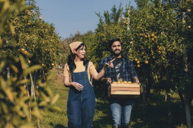 Portakal bahçesinde çalışan çiftçi. Bahçıvan portakal tarlası bahçesinde bir portakalla bir makas topluyor. Çiftçi portakal bahçesindeki organik portakal meyvelerinin kalitesini araştırıyor ve inceliyor.
