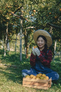 Portakal bahçesinde çalışan çiftçi. Bahçıvan portakal tarlası bahçesinde bir portakalla bir makas topluyor. Çiftçi portakal bahçesindeki organik portakal meyvelerinin kalitesini araştırıyor ve inceliyor.