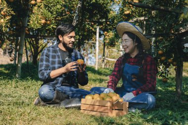 Portakal bahçesinde çalışan çiftçi. Bahçıvan portakal tarlası bahçesinde bir portakalla bir makas topluyor. Çiftçi portakal bahçesindeki organik portakal meyvelerinin kalitesini araştırıyor ve inceliyor.