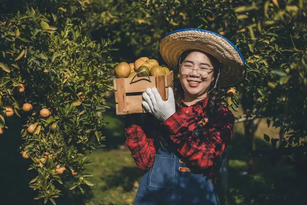 Portakal bahçesinde çalışan çiftçi. Bahçıvan portakal tarlası bahçesinde bir portakalla bir makas topluyor. Çiftçi portakal bahçesindeki organik portakal meyvelerinin kalitesini araştırıyor ve inceliyor.