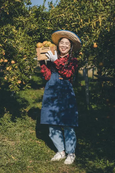 Portakal bahçesinde çalışan çiftçi. Bahçıvan portakal tarlası bahçesinde bir portakalla bir makas topluyor. Çiftçi portakal bahçesindeki organik portakal meyvelerinin kalitesini araştırıyor ve inceliyor.