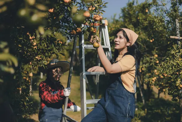 Portakal bahçesinde çalışan çiftçi. Bahçıvan portakal tarlası bahçesinde bir portakalla bir makas topluyor. Çiftçi portakal bahçesindeki organik portakal meyvelerinin kalitesini araştırıyor ve inceliyor.