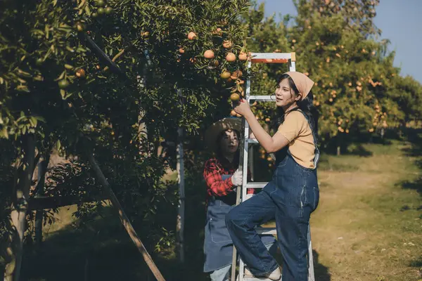 Portakal bahçesinde çalışan çiftçi. Bahçıvan portakal tarlası bahçesinde bir portakalla bir makas topluyor. Çiftçi portakal bahçesindeki organik portakal meyvelerinin kalitesini araştırıyor ve inceliyor.