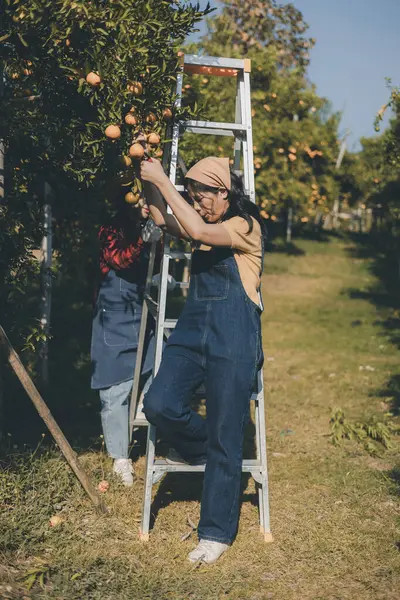 Portakal bahçesinde çalışan çiftçi. Bahçıvan portakal tarlası bahçesinde bir portakalla bir makas topluyor. Çiftçi portakal bahçesindeki organik portakal meyvelerinin kalitesini araştırıyor ve inceliyor.