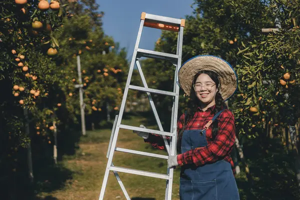 Portakal bahçesinde çalışan çiftçi. Bahçıvan portakal tarlası bahçesinde bir portakalla bir makas topluyor. Çiftçi portakal bahçesindeki organik portakal meyvelerinin kalitesini araştırıyor ve inceliyor.