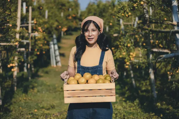 Portakal bahçesinde çalışan çiftçi. Bahçıvan portakal tarlası bahçesinde bir portakalla bir makas topluyor. Çiftçi portakal bahçesindeki organik portakal meyvelerinin kalitesini araştırıyor ve inceliyor.