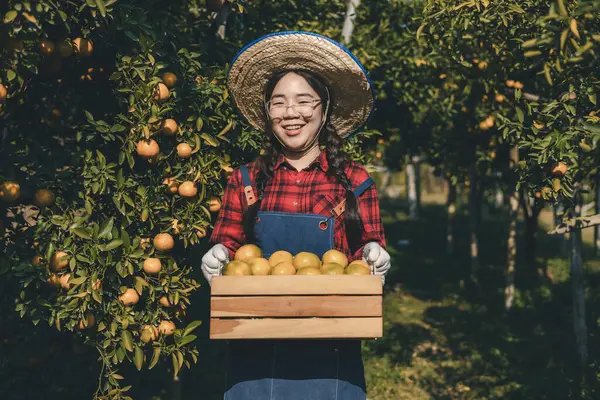 Portakal bahçesinde çalışan çiftçi. Bahçıvan portakal tarlası bahçesinde bir portakalla bir makas topluyor. Çiftçi portakal bahçesindeki organik portakal meyvelerinin kalitesini araştırıyor ve inceliyor.