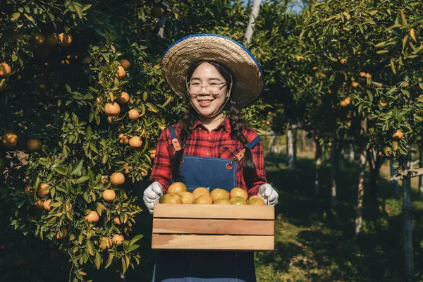 Portakal bahçesinde çalışan çiftçi. Bahçıvan portakal tarlası bahçesinde bir portakalla bir makas topluyor. Çiftçi portakal bahçesindeki organik portakal meyvelerinin kalitesini araştırıyor ve inceliyor.