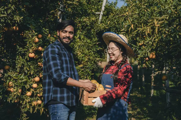 Portakal bahçesinde çalışan çiftçi. Bahçıvan portakal tarlası bahçesinde bir portakalla bir makas topluyor. Çiftçi portakal bahçesindeki organik portakal meyvelerinin kalitesini araştırıyor ve inceliyor.