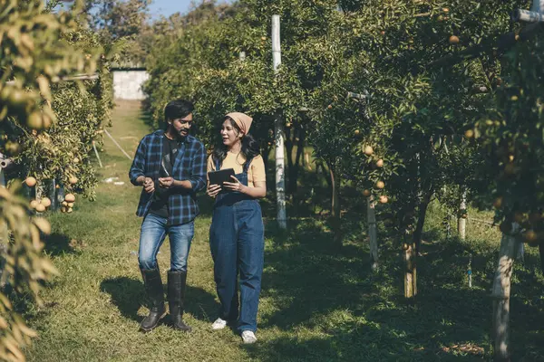 Portakal bahçesinde çalışan çiftçi. Bahçıvan portakal tarlası bahçesinde bir portakalla bir makas topluyor. Çiftçi portakal bahçesindeki organik portakal meyvelerinin kalitesini araştırıyor ve inceliyor.