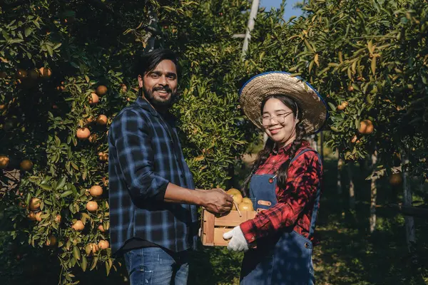 Portakal bahçesinde çalışan çiftçi. Bahçıvan portakal tarlası bahçesinde bir portakalla bir makas topluyor. Çiftçi portakal bahçesindeki organik portakal meyvelerinin kalitesini araştırıyor ve inceliyor.