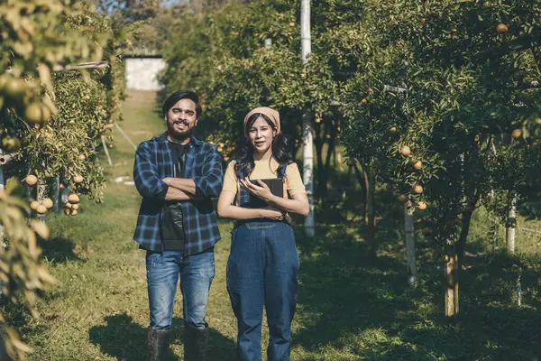 Portakal bahçesinde çalışan çiftçi. Bahçıvan portakal tarlası bahçesinde bir portakalla bir makas topluyor. Çiftçi portakal bahçesindeki organik portakal meyvelerinin kalitesini araştırıyor ve inceliyor.