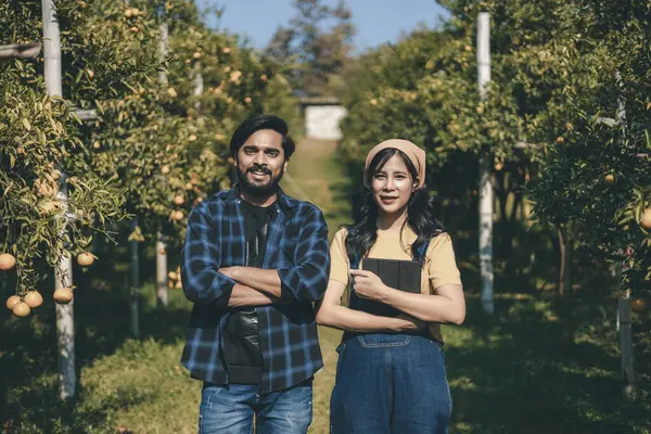 Portakal bahçesinde çalışan çiftçi. Bahçıvan portakal tarlası bahçesinde bir portakalla bir makas topluyor. Çiftçi portakal bahçesindeki organik portakal meyvelerinin kalitesini araştırıyor ve inceliyor.