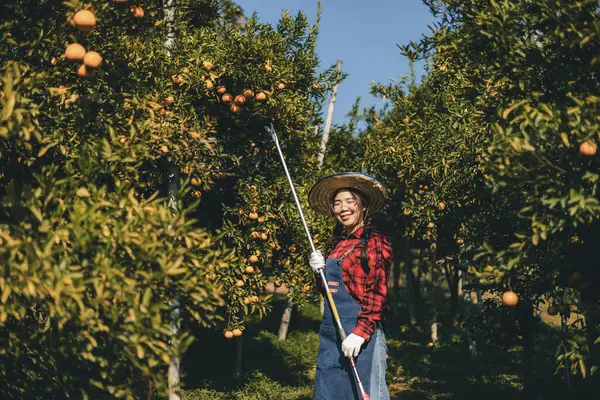 Portakal bahçesinde çalışan çiftçi. Bahçıvan portakal tarlası bahçesinde bir portakalla bir makas topluyor. Çiftçi portakal bahçesindeki organik portakal meyvelerinin kalitesini araştırıyor ve inceliyor.