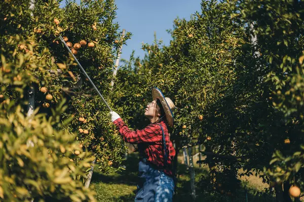 Portakal bahçesinde çalışan çiftçi. Bahçıvan portakal tarlası bahçesinde bir portakalla bir makas topluyor. Çiftçi portakal bahçesindeki organik portakal meyvelerinin kalitesini araştırıyor ve inceliyor.